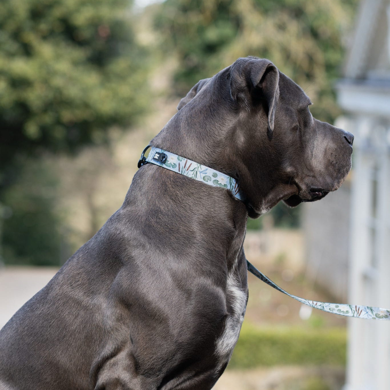 Dog Collar - Willow Waters