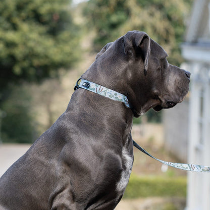 Dog Collar - Willow Waters
