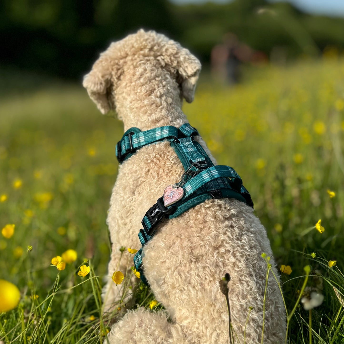 Streamline Pro™ Dog Harness - Heritage Collection - Pheasant Green