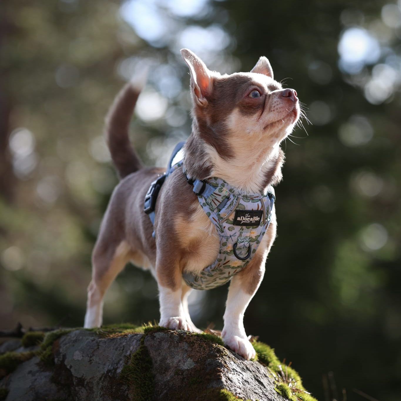 Hike & Go Lite™ Harness - Willow Waters