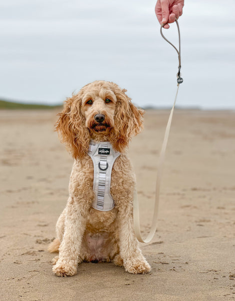 Hike & Go™ Harness - Coconut Cream