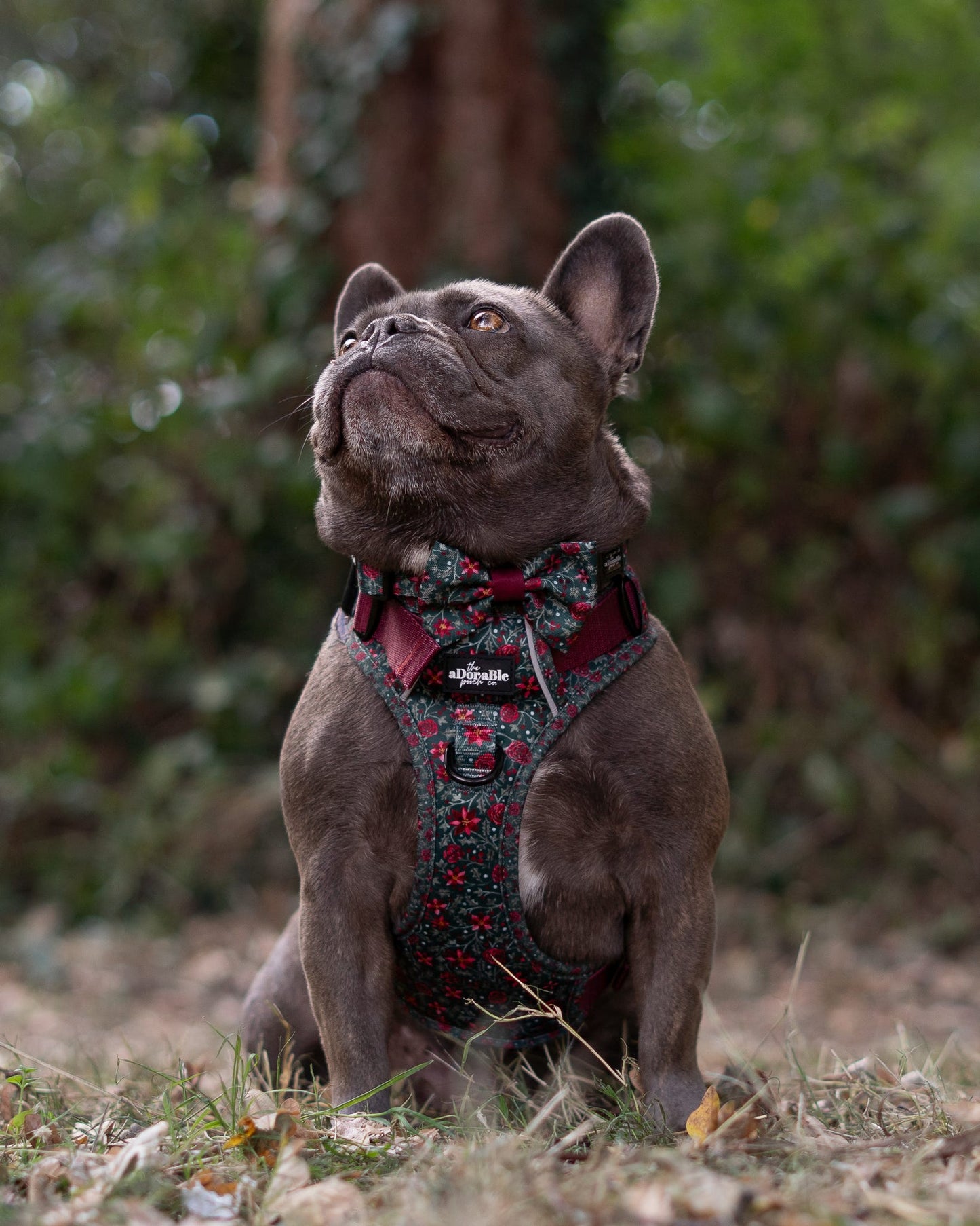 Hike & Go Lite™ Harness - Holly & Ivy