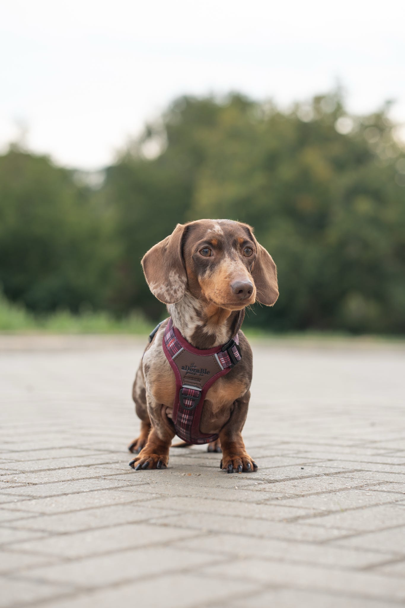 Streamline Pro™ Dog Harness - Heritage Collection - Merlot Manor