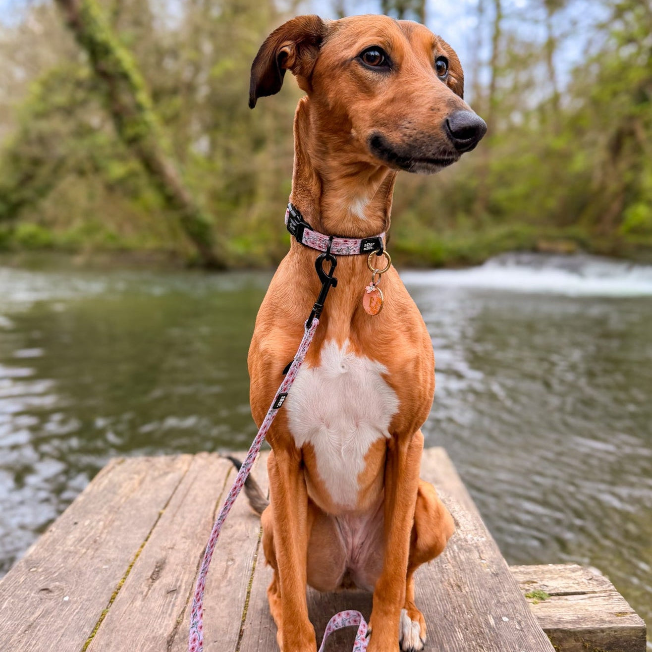 Dog sitting on a wooden dock by a body of water with trees in the background