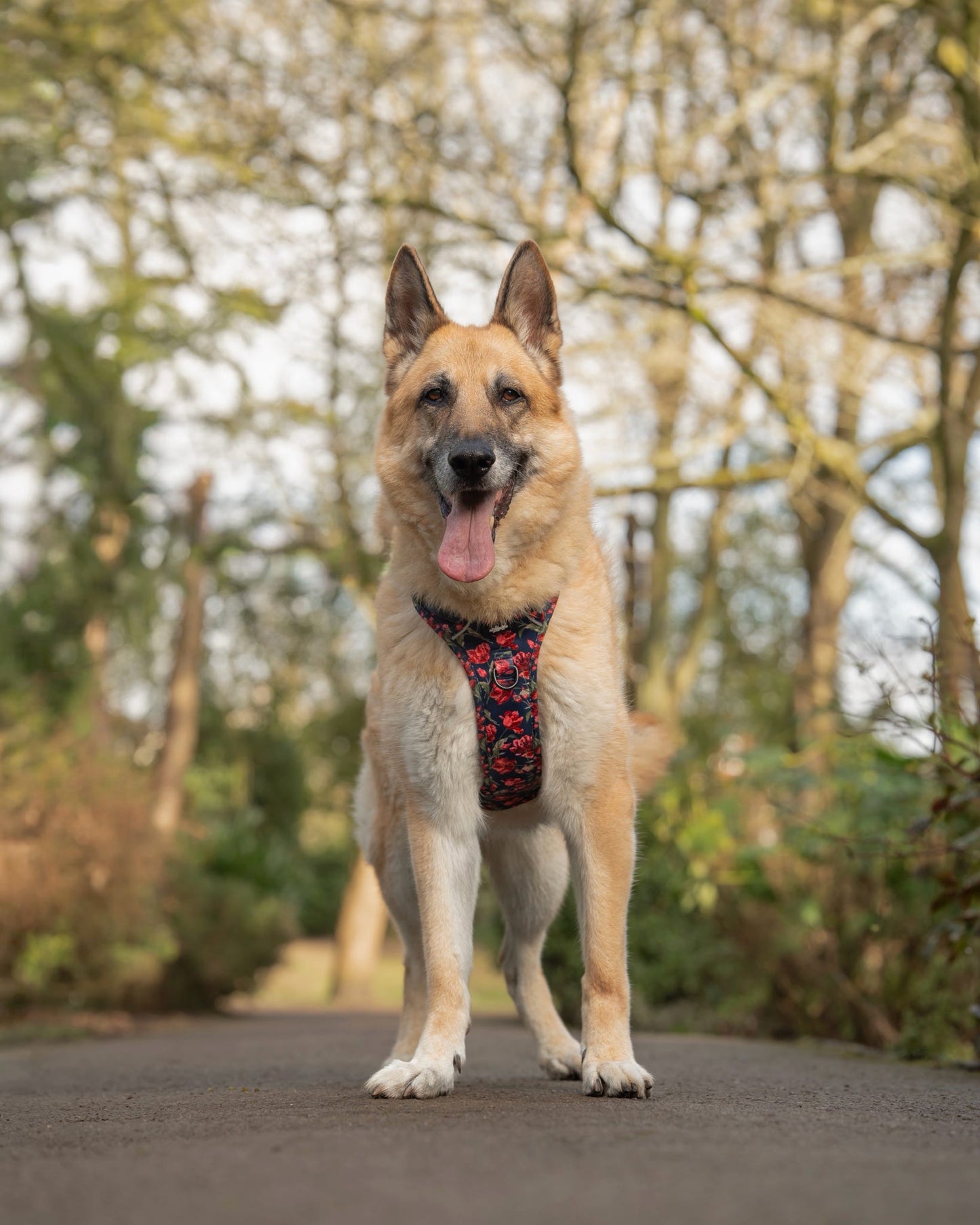 Laura Ashley Dog Harness - Gosford Meadow