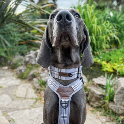 Heritage Martingale Collar - Gunsmoke Grey