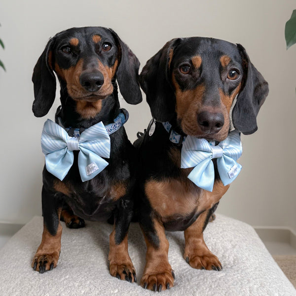 Sailor Bow Tie - The aDoraBle Pooch Co Signature Bow