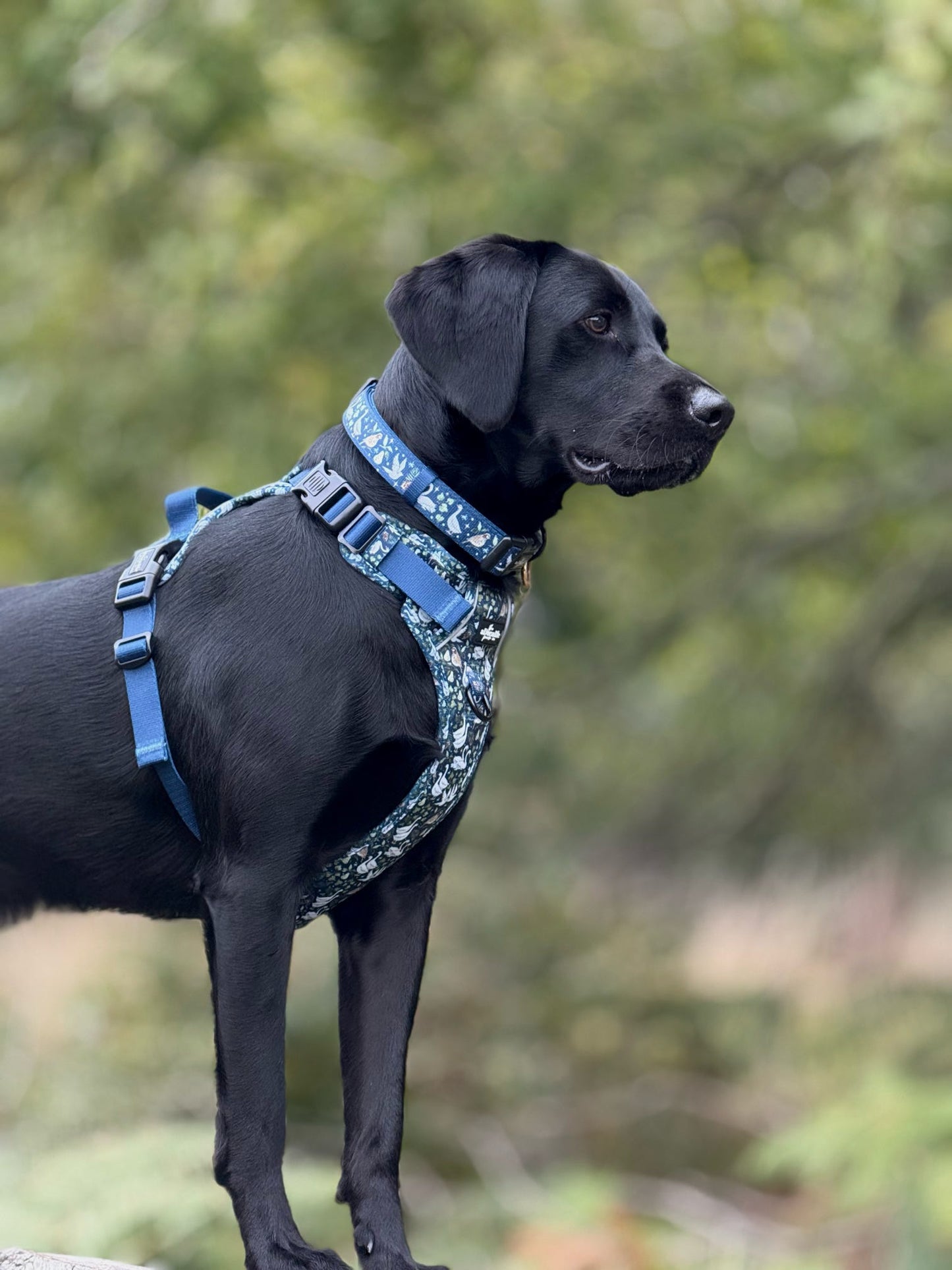 Collar - Twelve Days