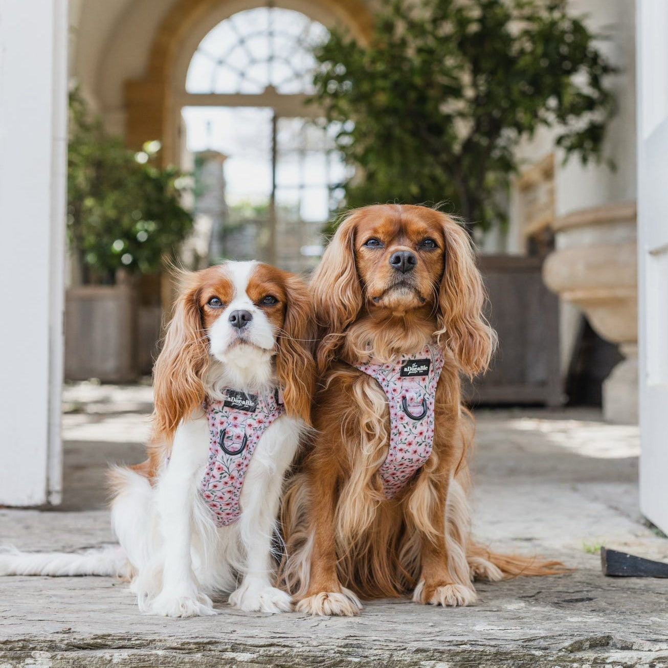 Two dogs sitting on a stone platform with a classical building in the background