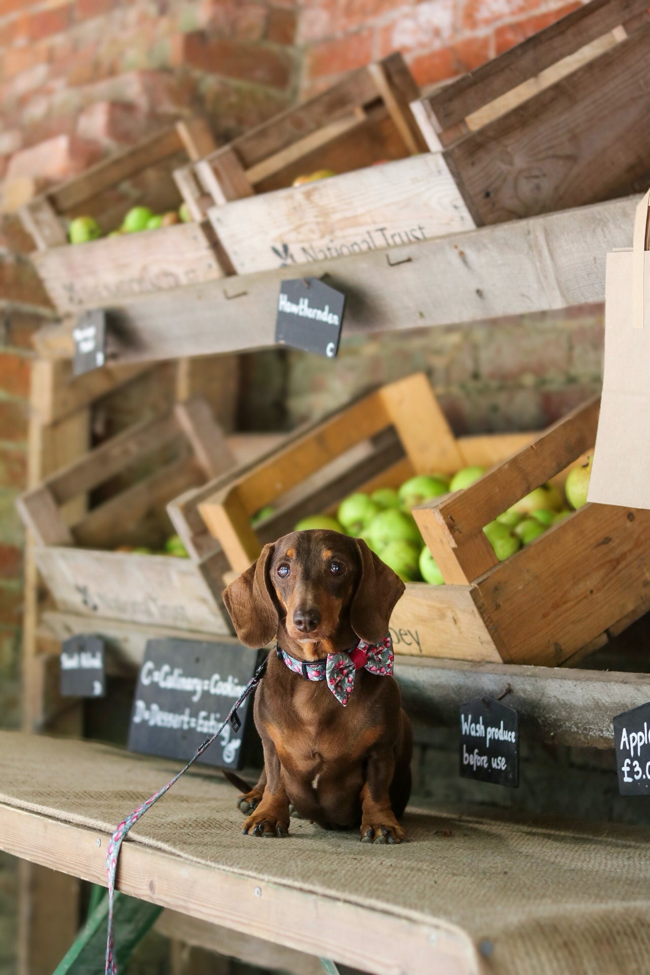 Bow Tie - Crab Apple Cottage