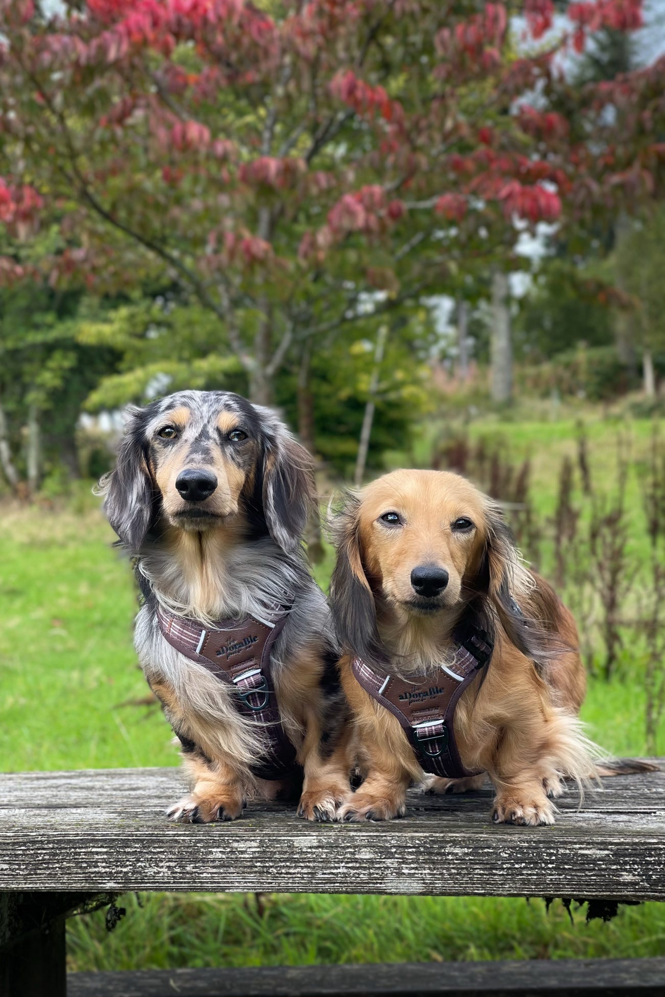 Streamline Pro™ Dog Harness - Heritage Collection - Truffle Brown