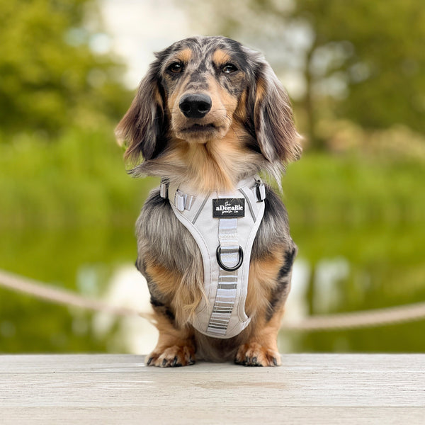 Hike & Go™ Harness - Coconut Cream