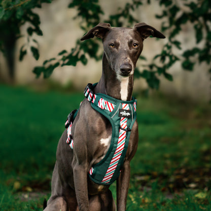 Hike & Go™ Harness - Candy Cane Forest