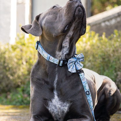 Dog Collar - Willow Waters