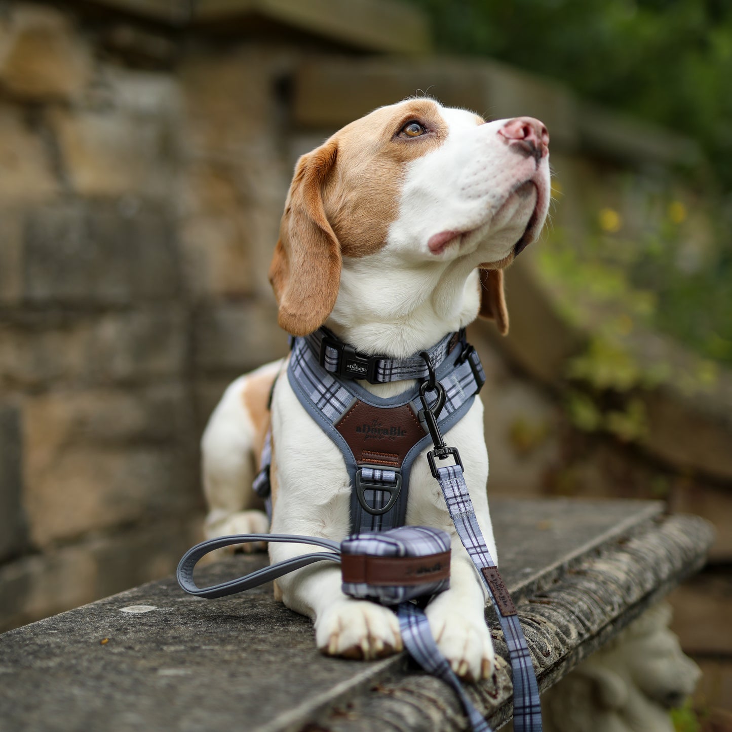 Heritage Collar - Gunsmoke Grey