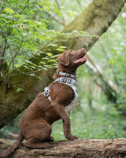 Collar - Wildflower Meadow