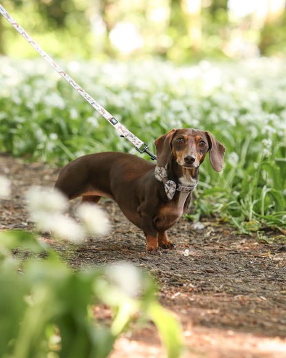 Dog Collar - Cotswold Cottage