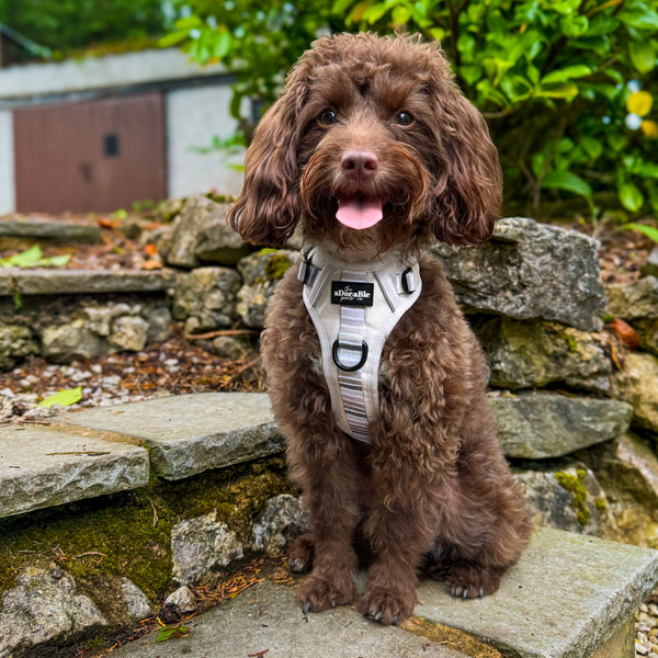 Hike & Go™ Harness - Coconut Cream