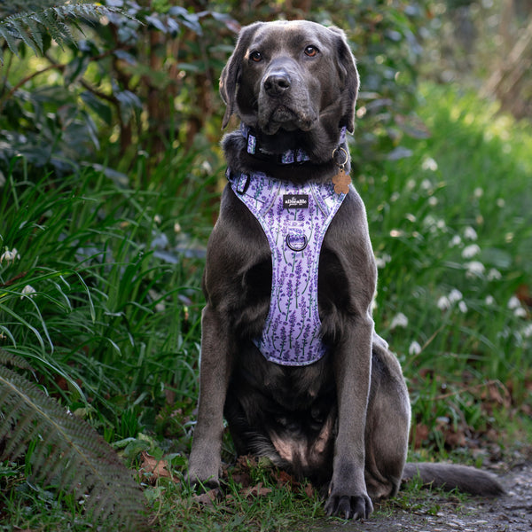 Hike & Go Lite™ Harness - Lavender Haze