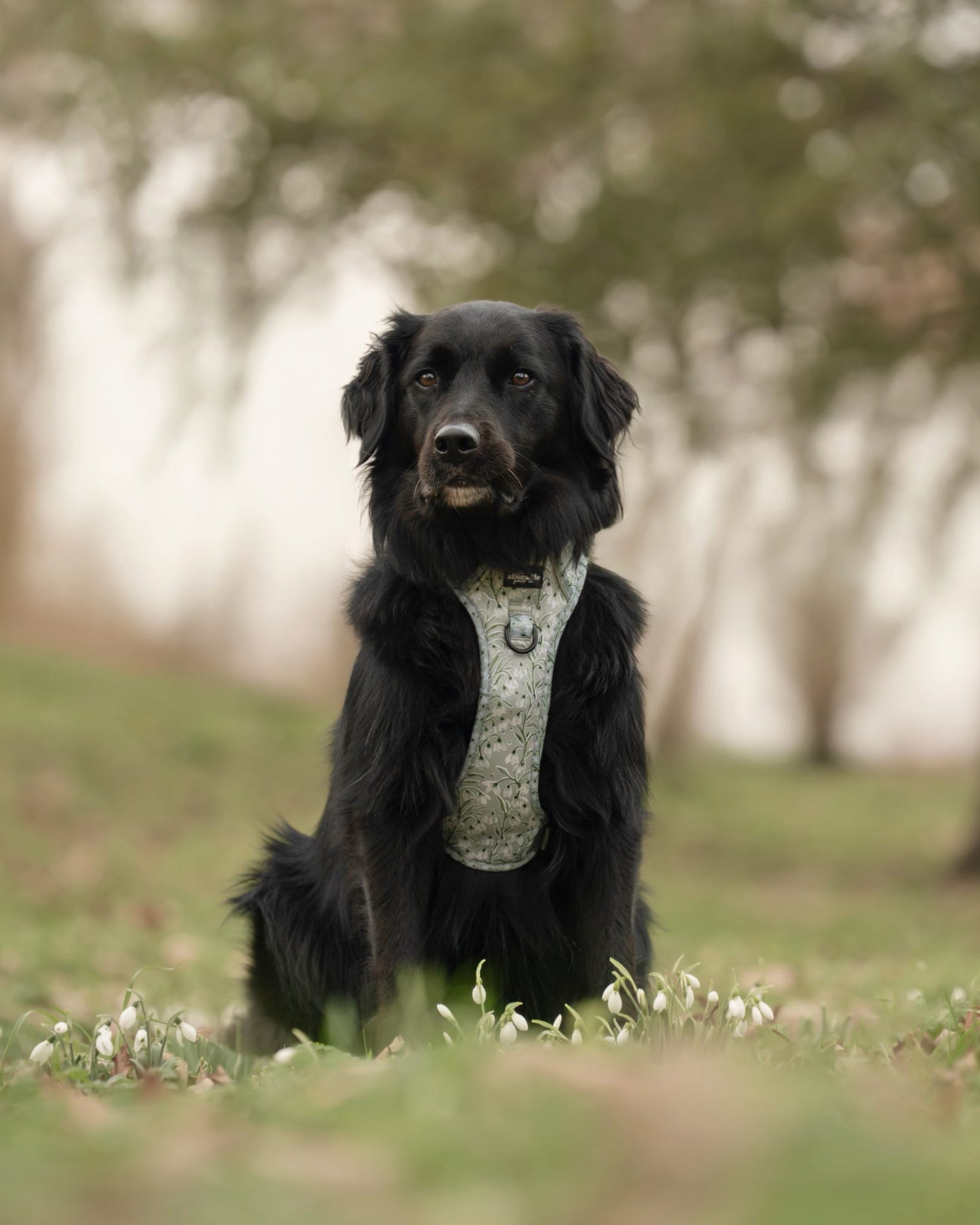 Hike & Go Lite™ Harness - Silent Snowdrops