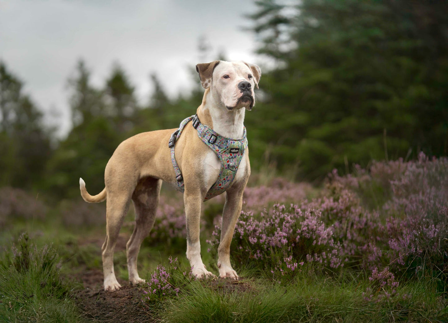 Hike & Go Lite™ Harness - Wildflower Meadow