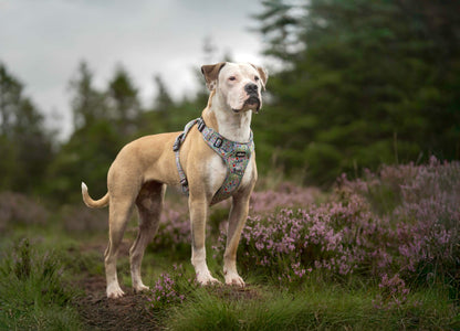Hike & Go Lite™ Harness - Wildflower Meadow