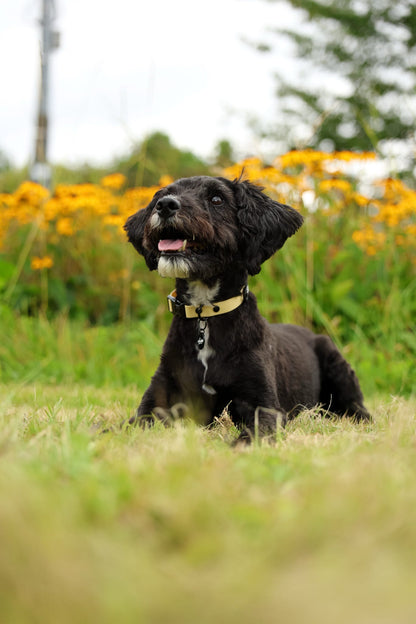 HydroFlex Lite™ Dog Collar - Lemon Sherbet