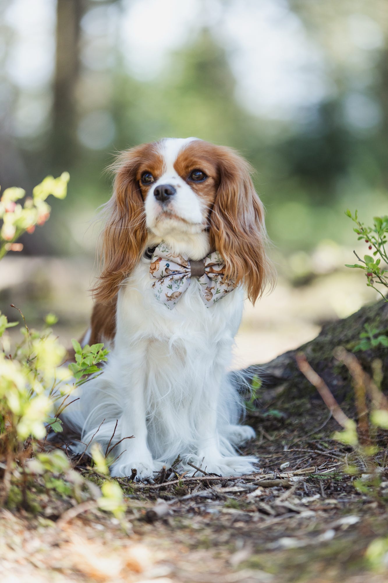 Dog Sailor Bow Tie - Cotswold Cottage