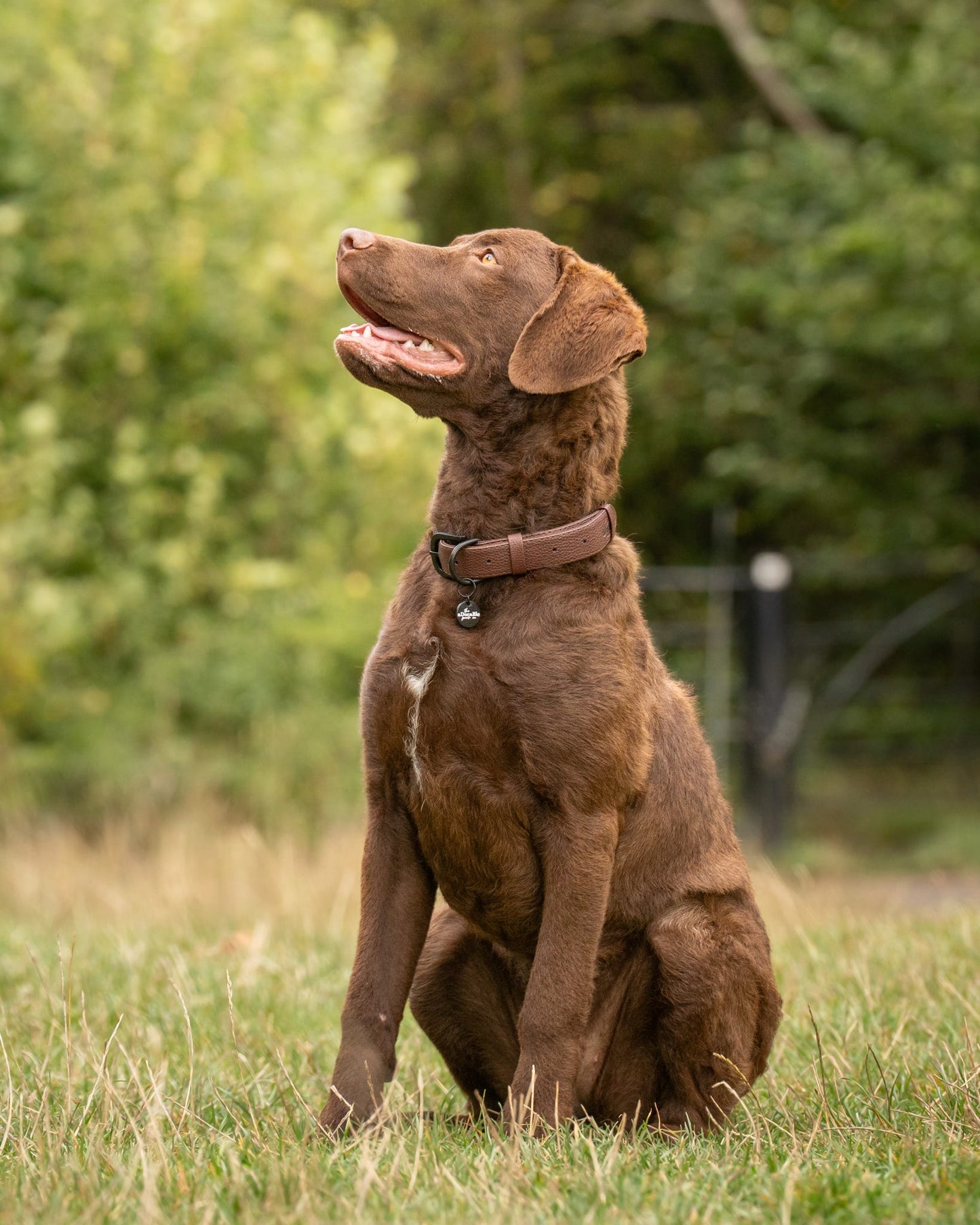 Heritage Faux Leather Dog Collar - Brown