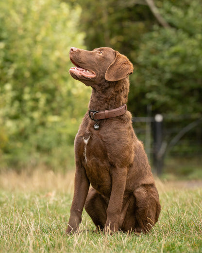 Heritage Faux Leather Dog Collar - Brown