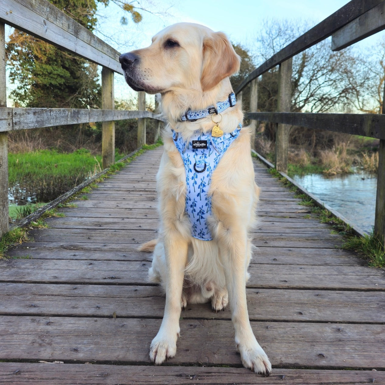 Hike & Go Lite™ Harness - Bluebell Bliss