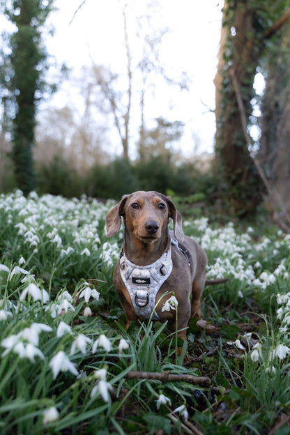 Laura Ashley Dog Harness - Magnolia Grove