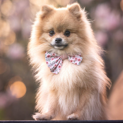 Small dog wearing a floral bow tie with a blurred natural background