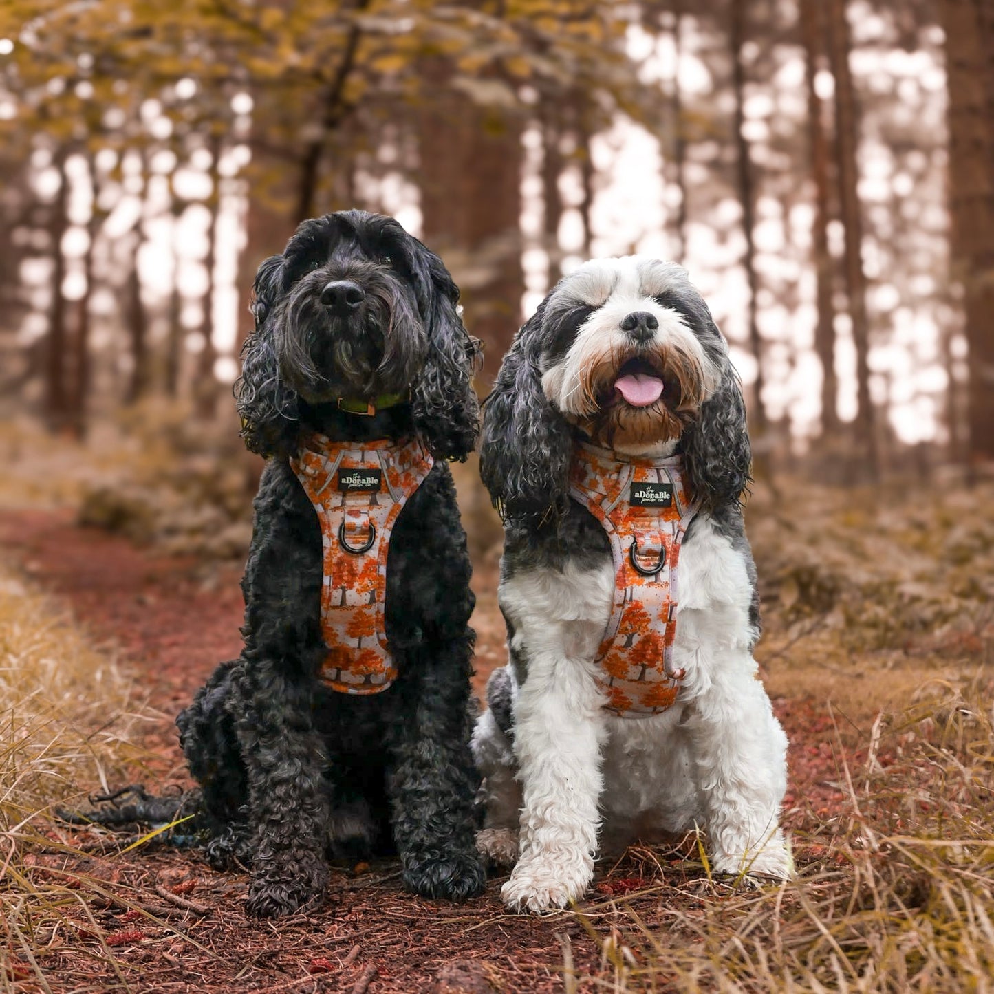 Hike & Go Lite™ Harness - Autumn Orchard