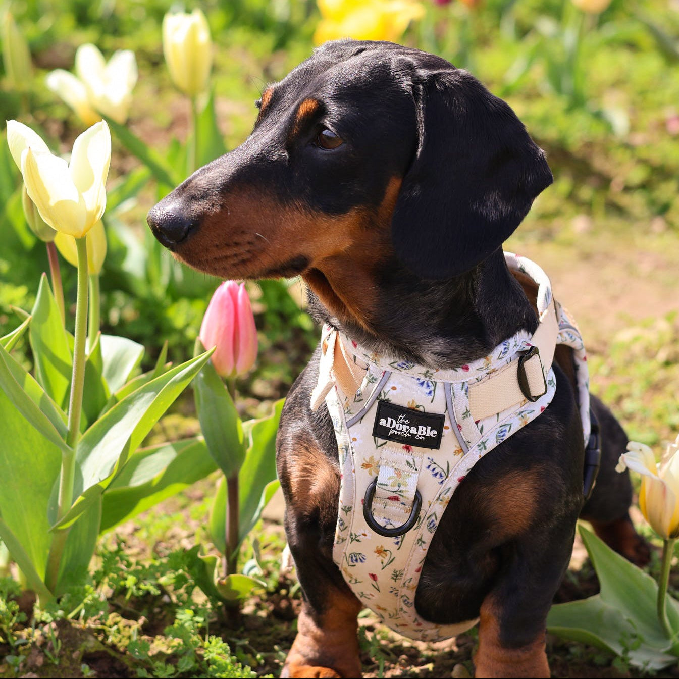 Hike & Go Lite™ Harness - Spring Garden