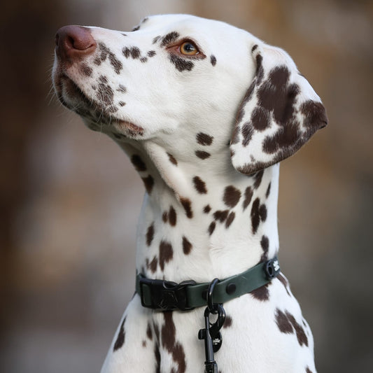 HydroFlex Lite™ Waterproof Dog Collar - Evergreen