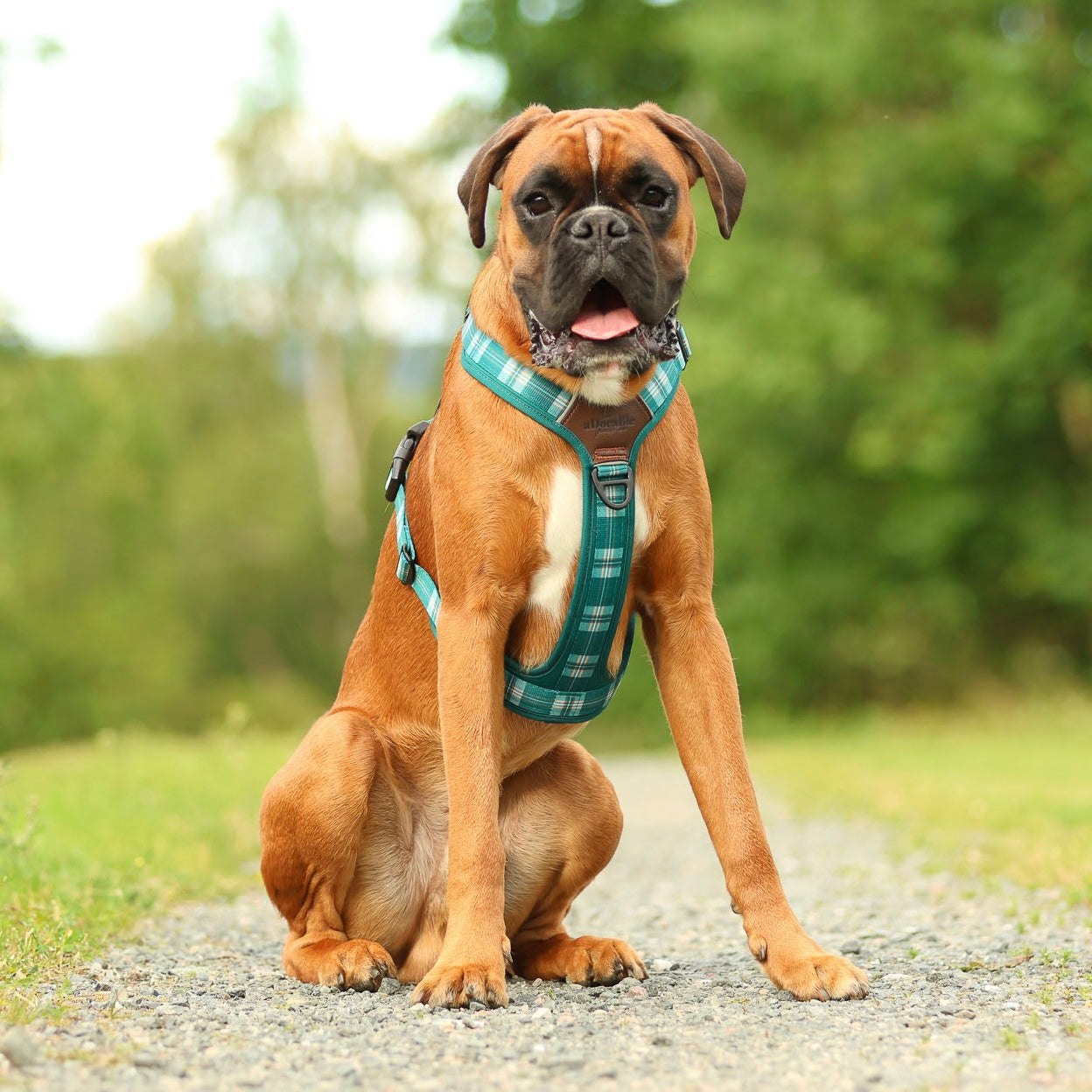 Streamline Pro™ Dog Harness - Heritage Collection - Pheasant Green