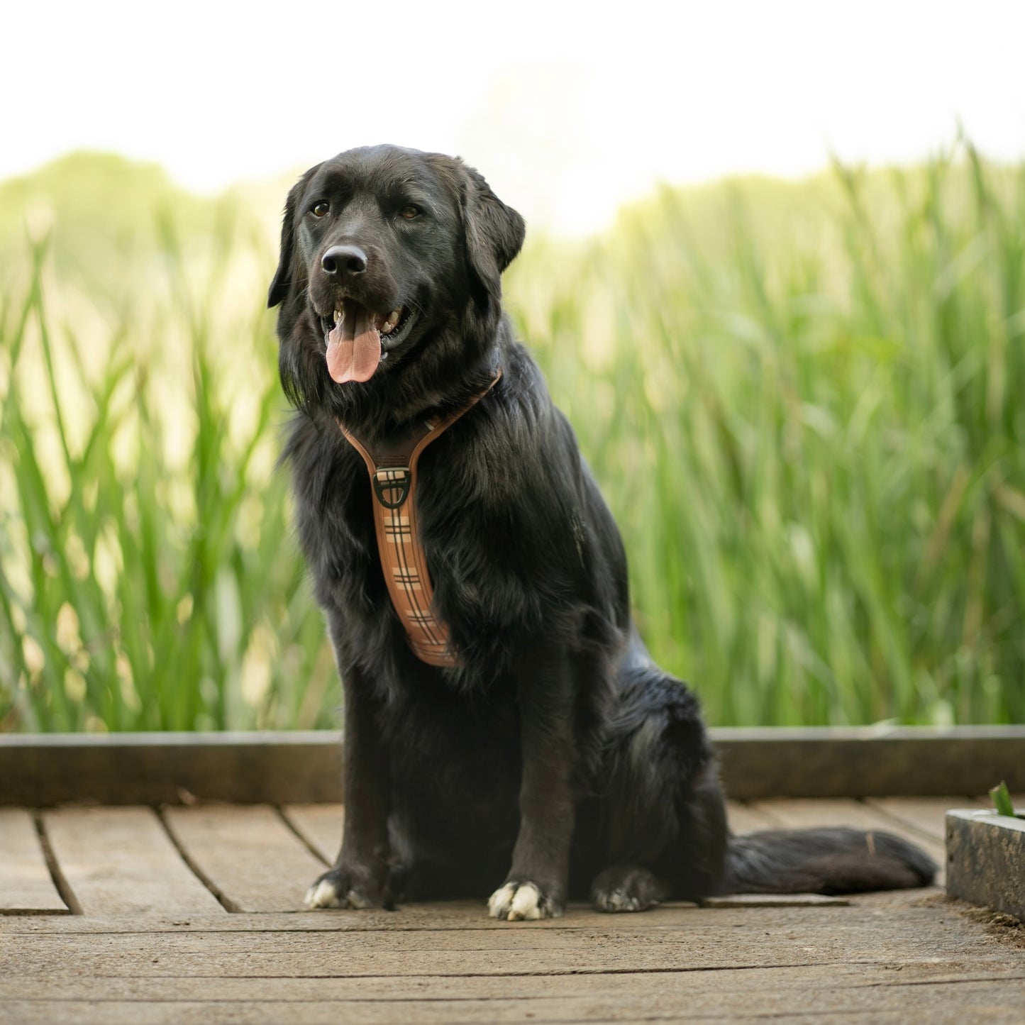 Streamline Pro™ Dog Harness - Heritage Collection - Butterscotch Biscuit