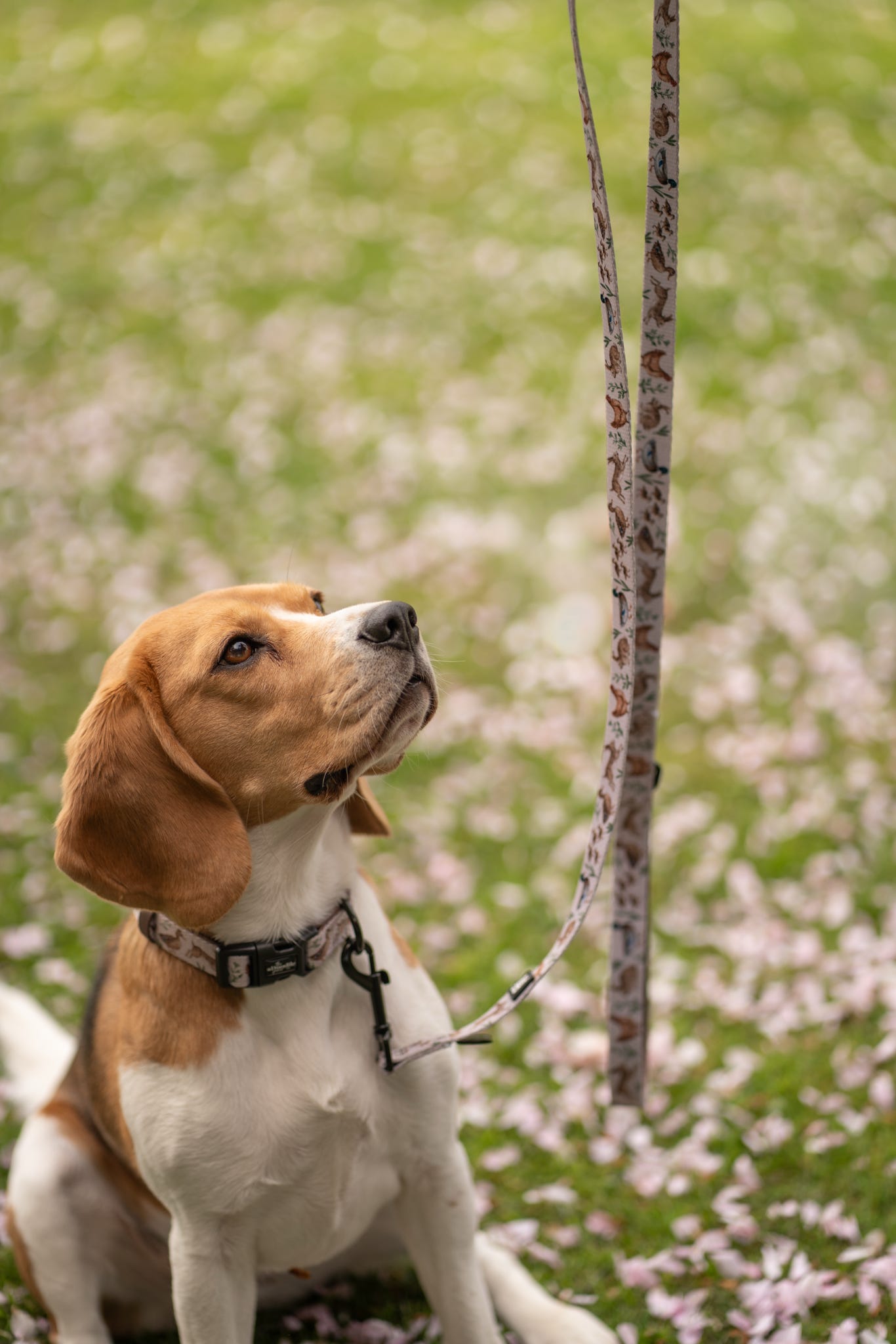Fabric Dog Lead - Cotswold Cottage