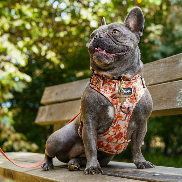 Hike & Go Lite™ Harness - Autumn Orchard