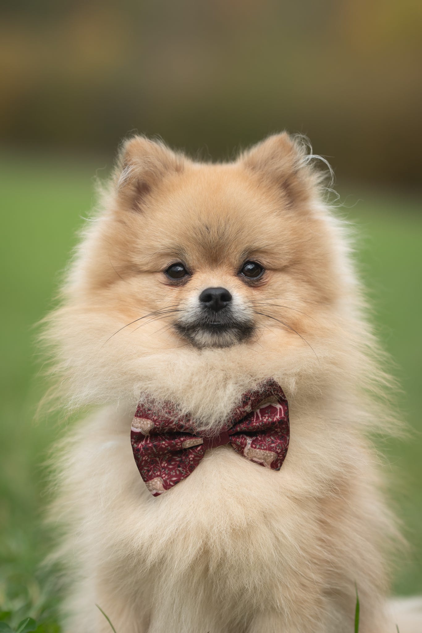 Bow Tie - Winter Fawn