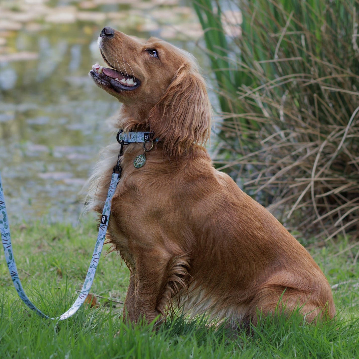 Dog Collar - Willow Waters