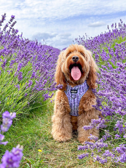 Adjustable Harness - Lavender Haze - XS - SECONDS