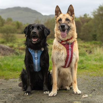 Hike & Go™ Harness - Cherrywood Ivy