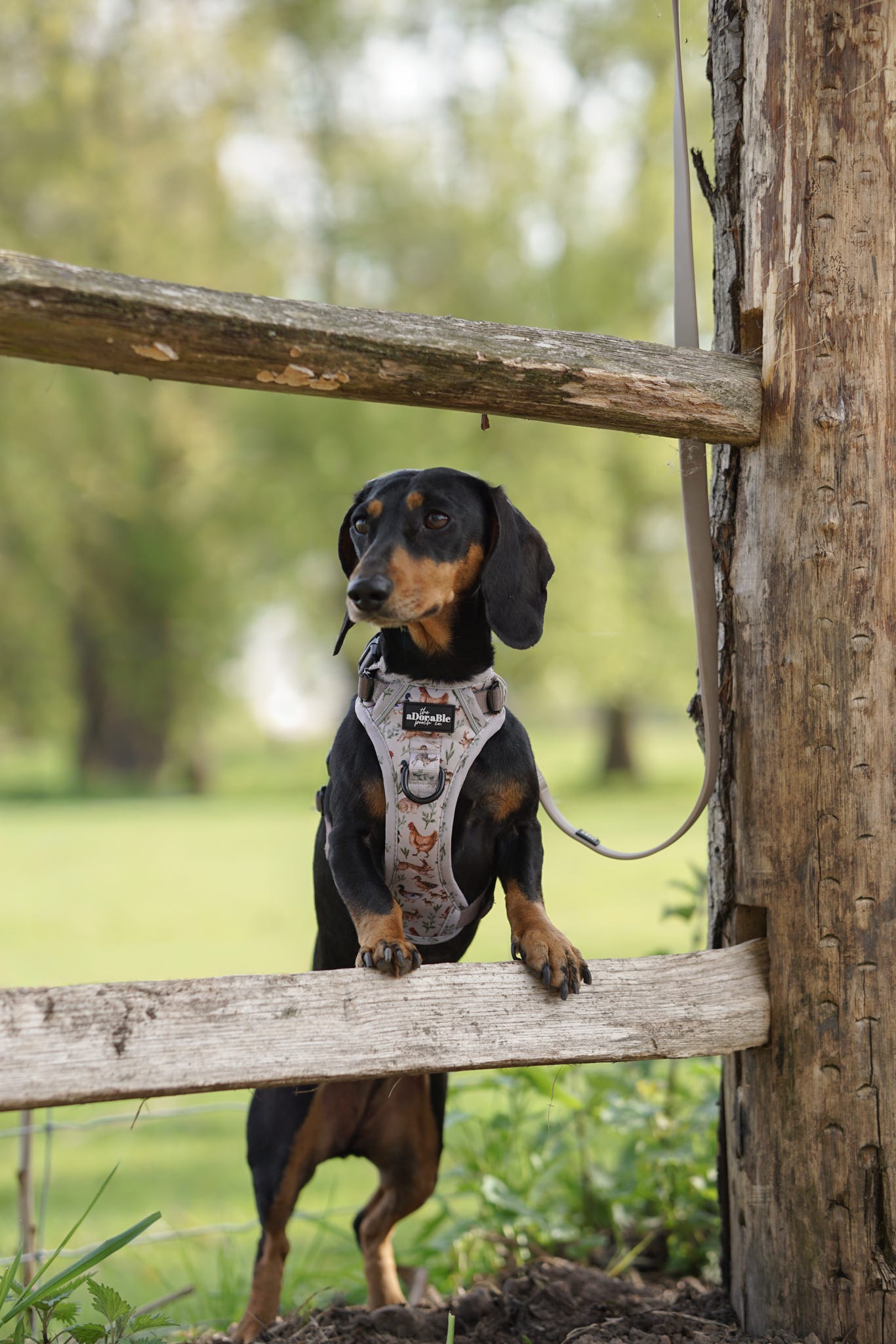 Hike & Go Lite™ Harness - Cotswold Cottage