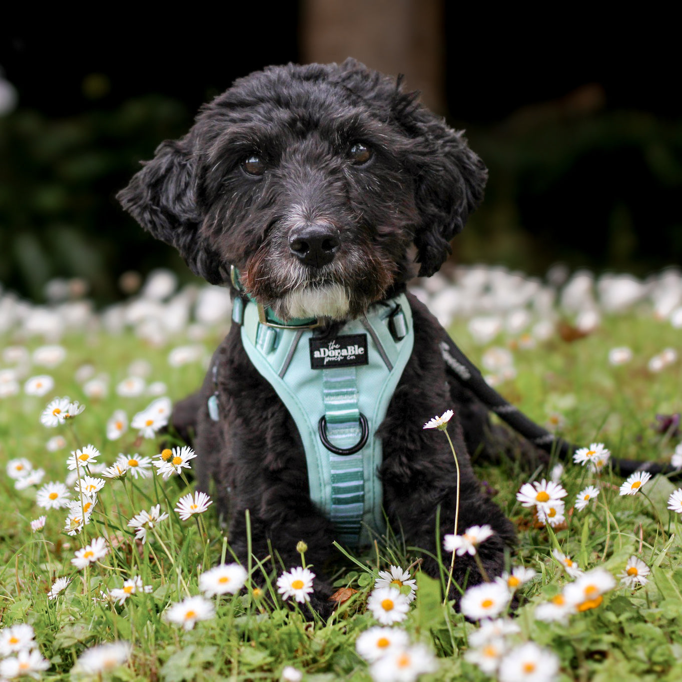 Hike & Go™ Harness - Hint Of Mint