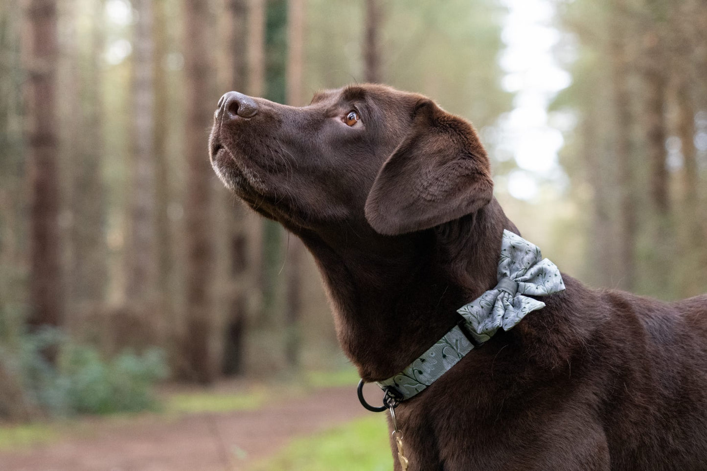 Dog Sailor Bow Tie - Silent Snowdrops