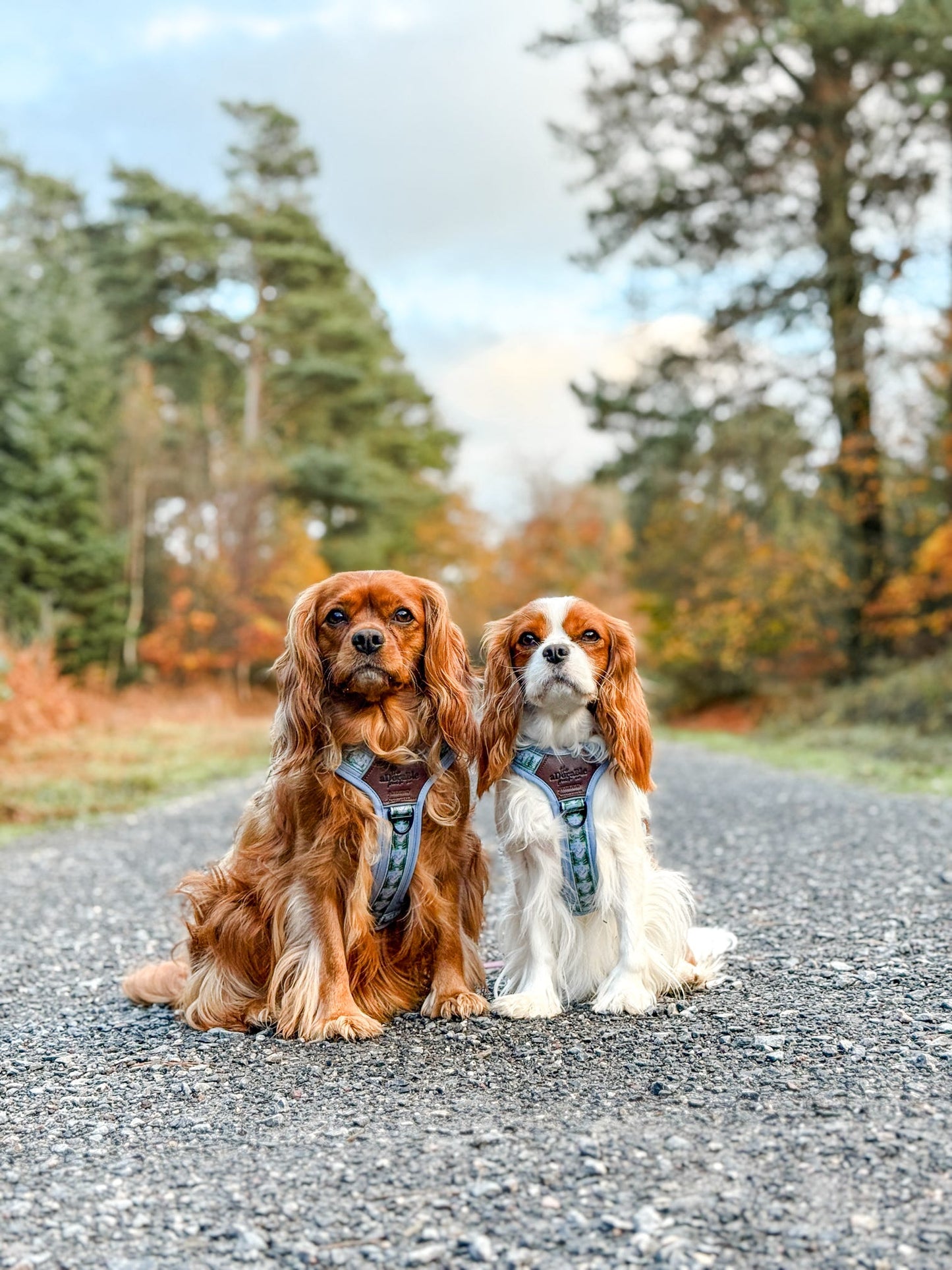 Streamline Pro™ Dog Harness - Daydream Heights