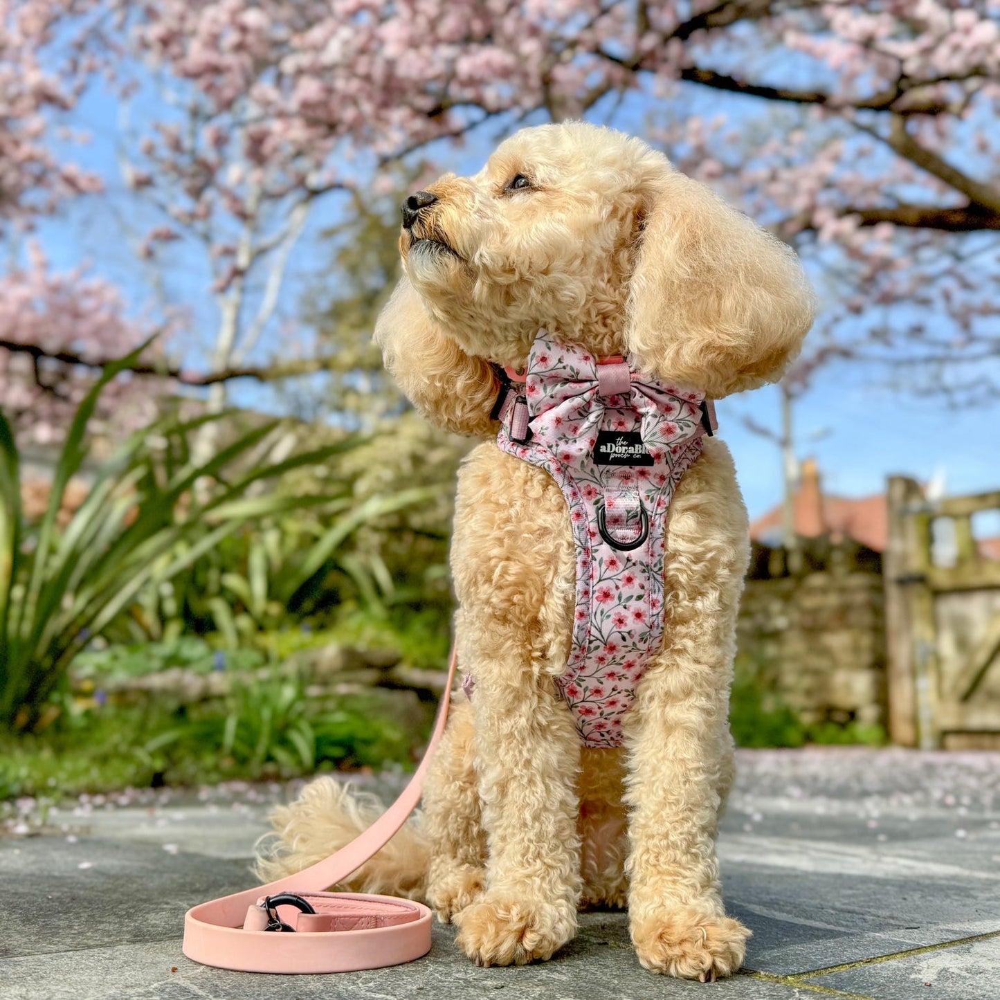 Dog wearing a floral harness in front of cherry blossom trees