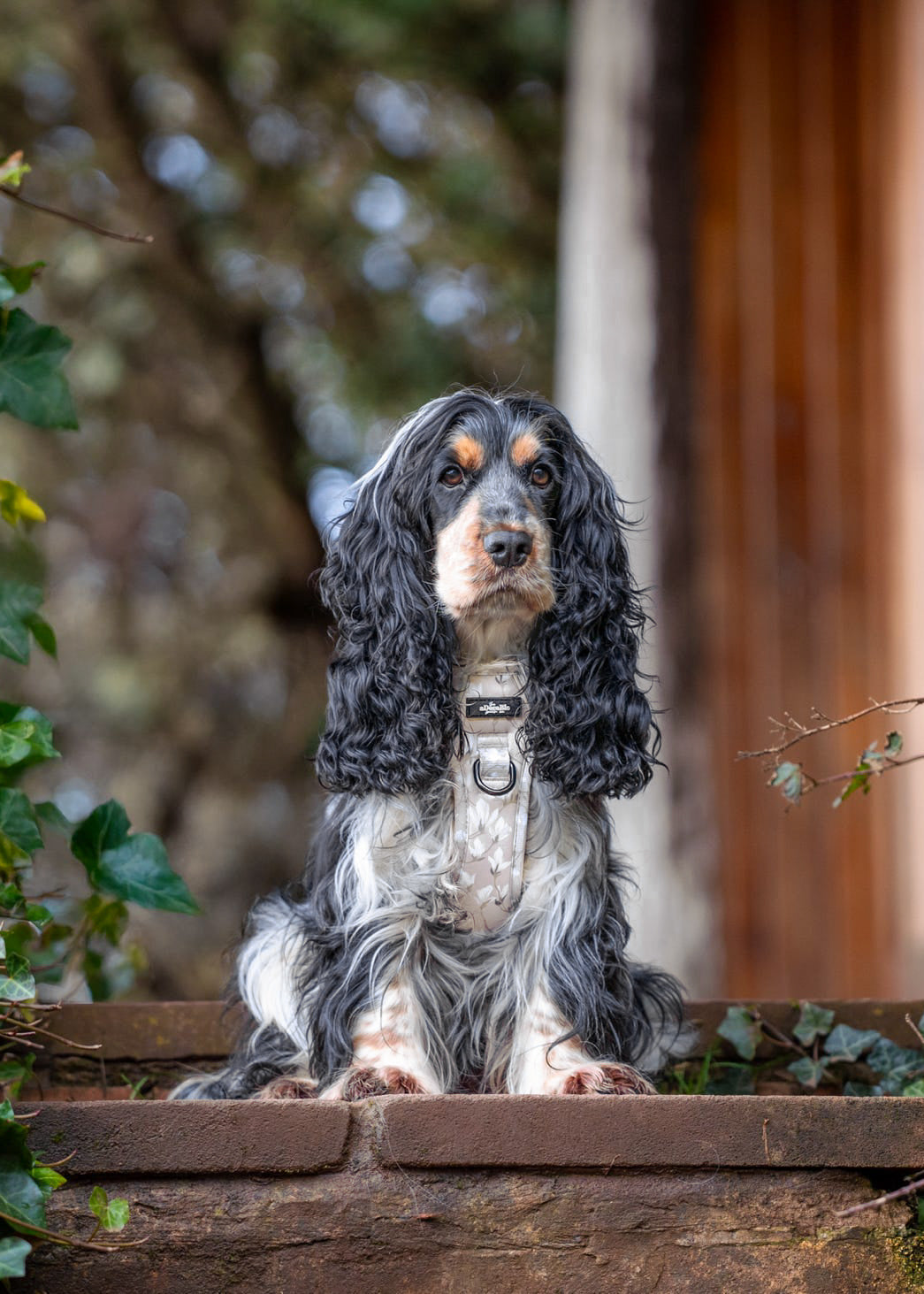 Laura Ashley Dog Harness - Magnolia Grove